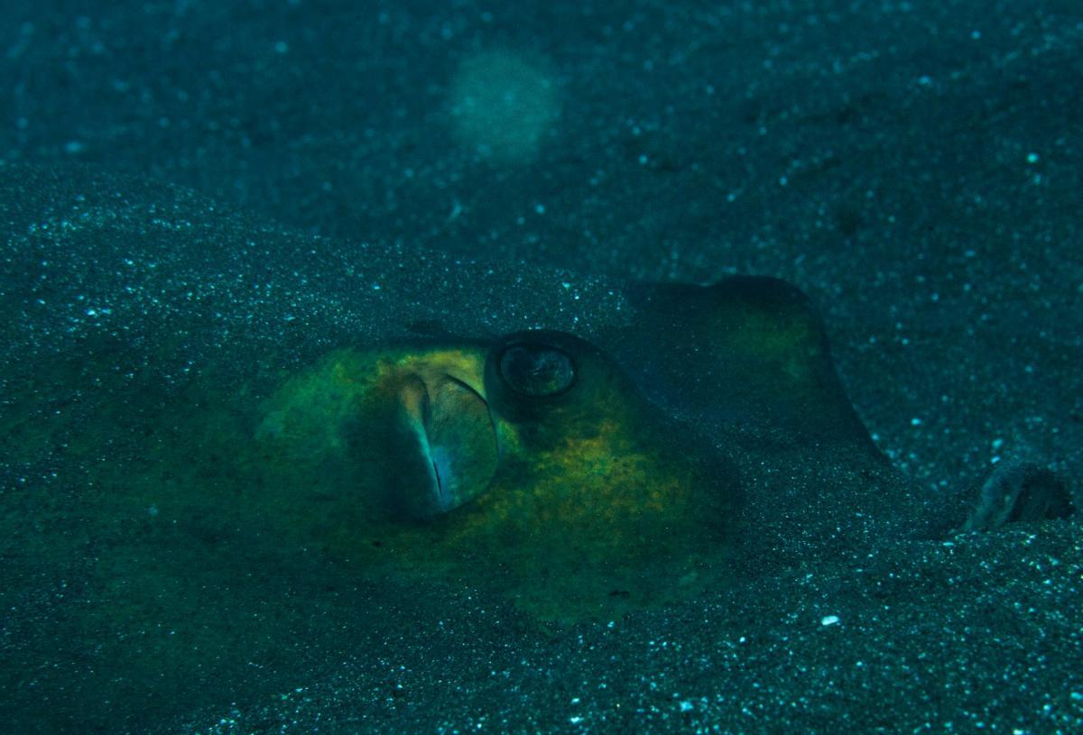 31725416 170719310229202 8176464386836135936 o