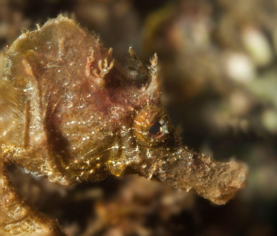 31755234 170719303562536 914185743163719680 o